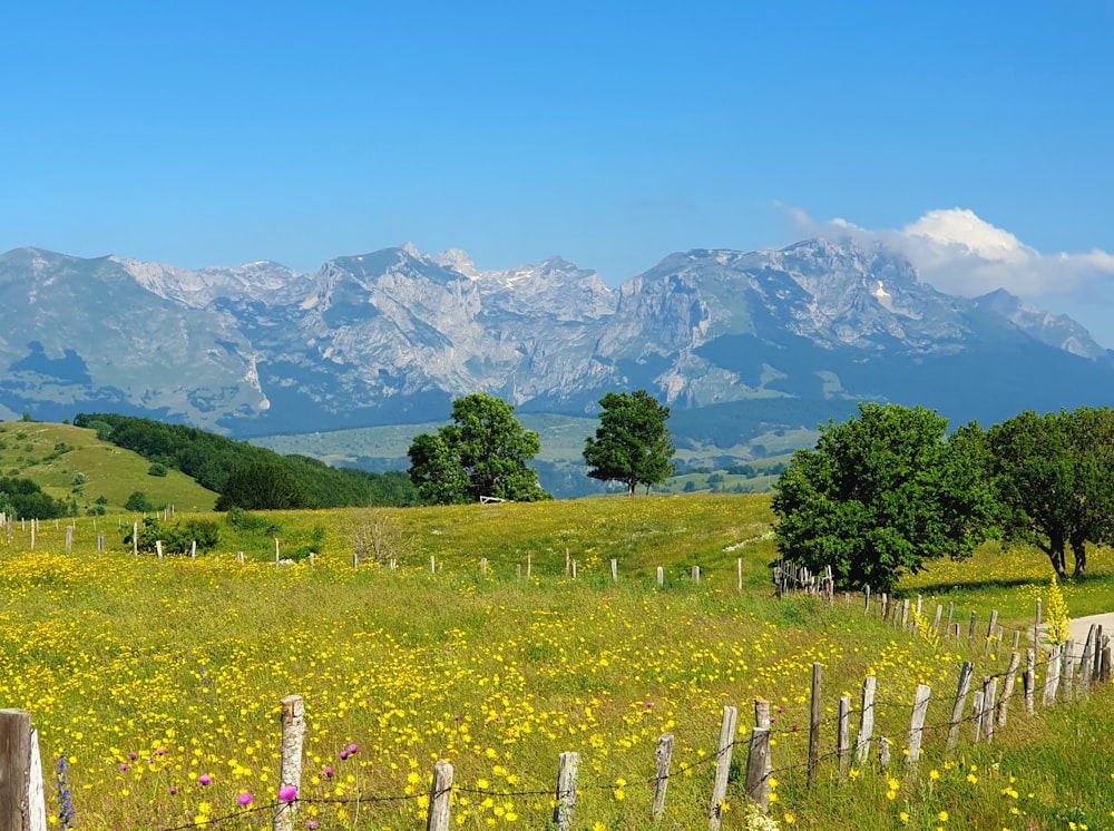 a field with a fence and mountains in the background