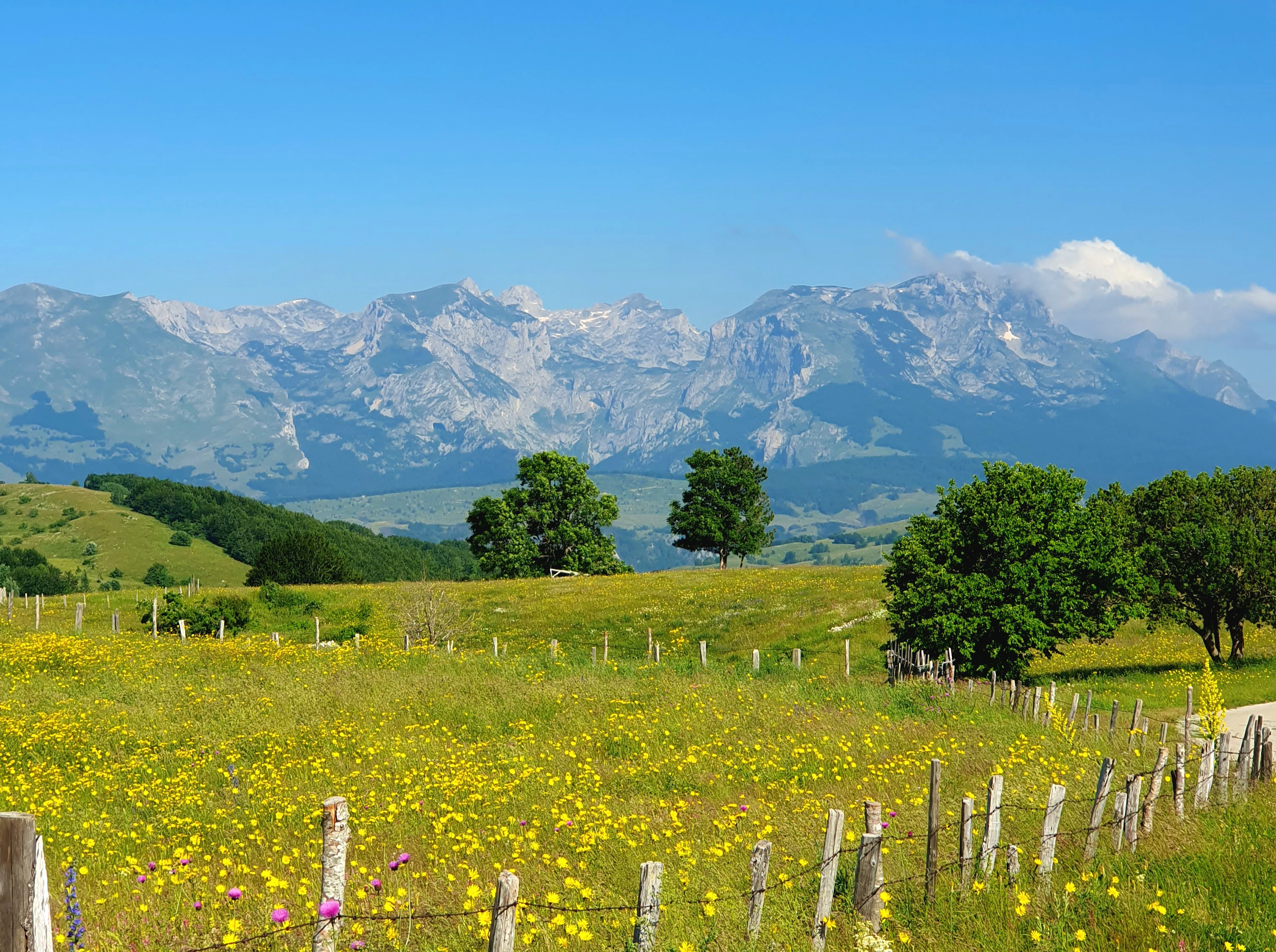A meadow of yellow wildflowers with a wooden fence, and the grey peaks of the Durmitor massif beyond