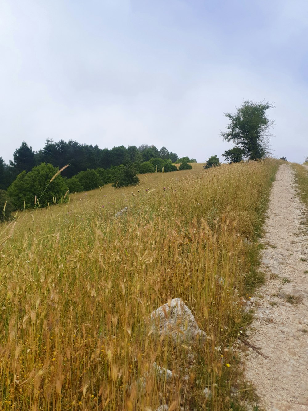 a dirt road going through a field of tall grass