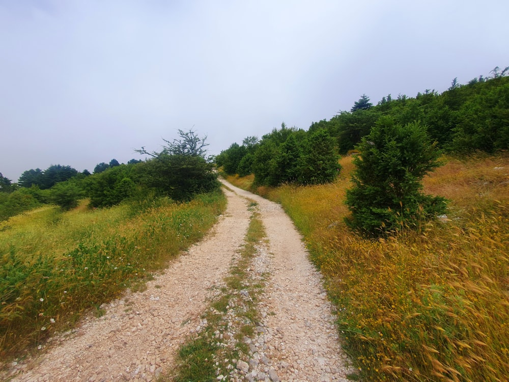 a dirt road surrounded by tall grass and trees