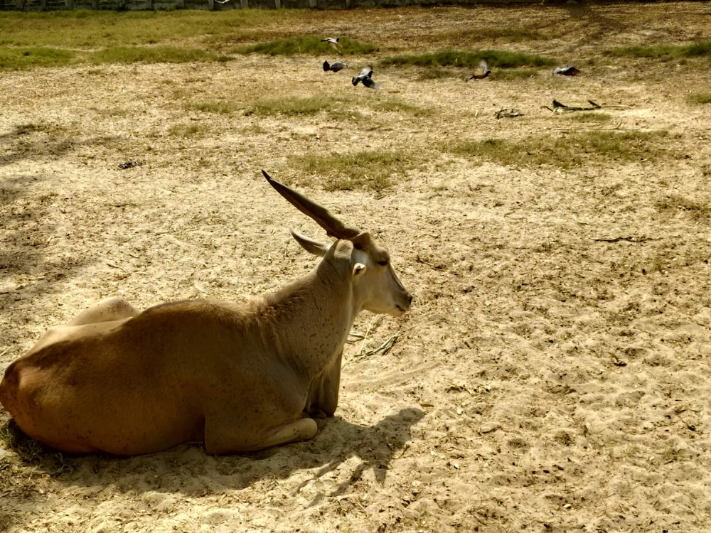 an animal that is laying down in the sand