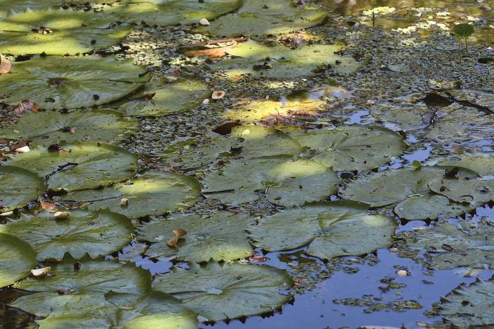 a pond filled with lots of water lilies