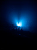 Foggy forest path illuminated by eerie blue light.