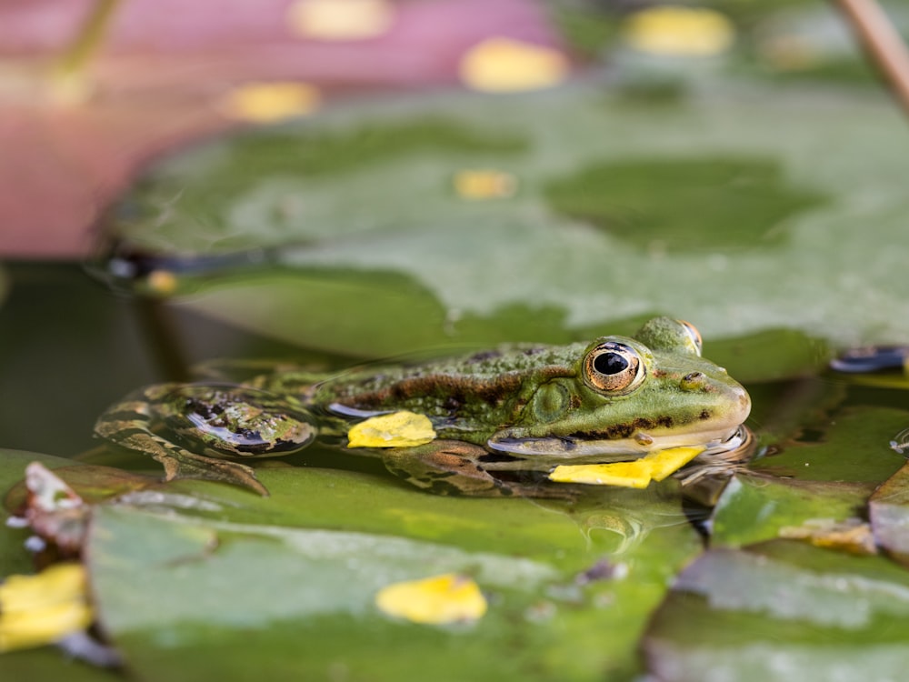 a frog sitting on top of a lily pad