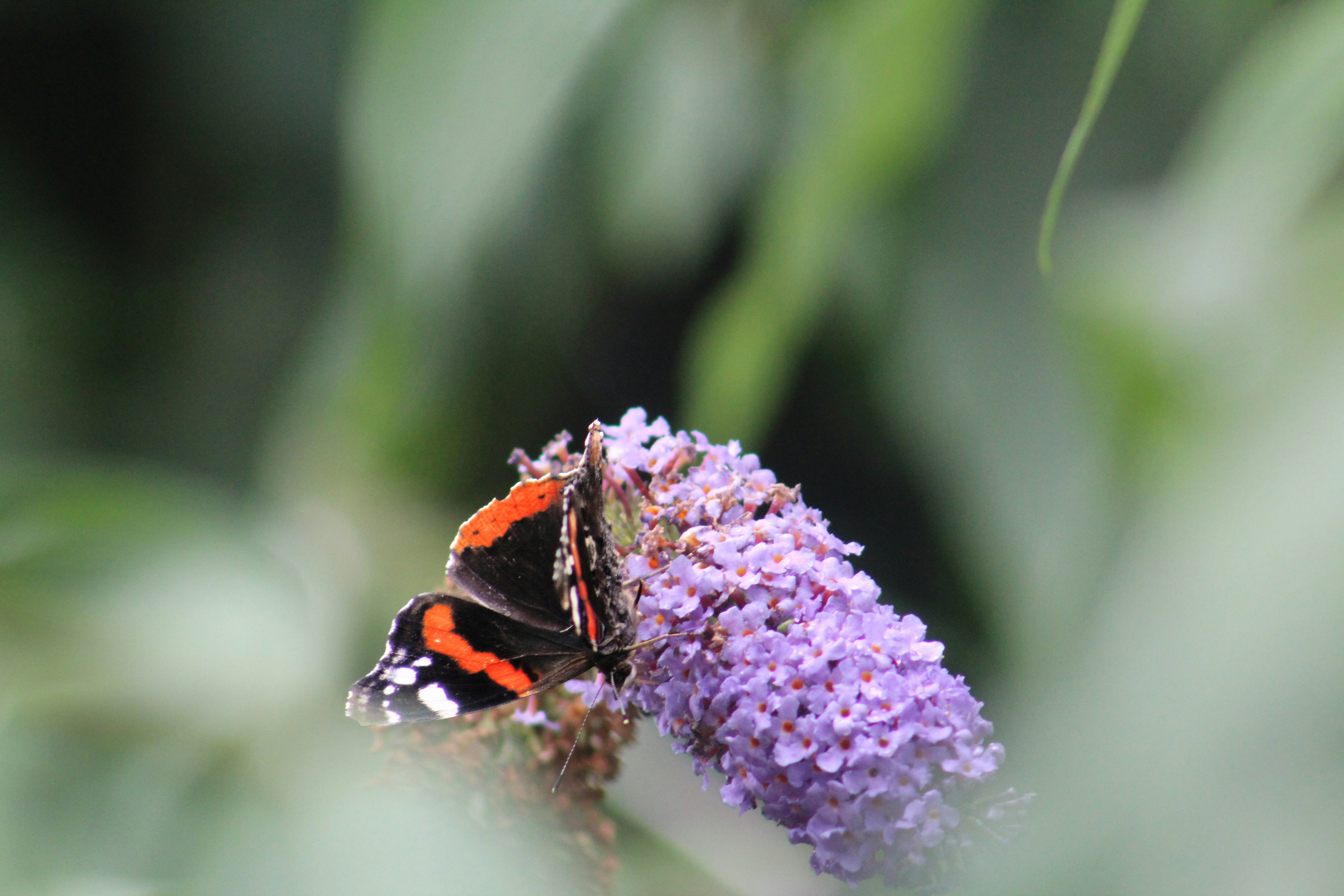 Photo by julia_fiander