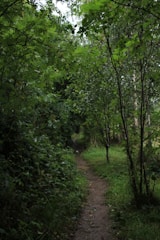 A team carefully shaping a new woodland trail surrounded by lush greenery.