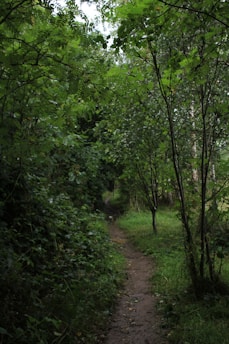 A team carefully shaping a new woodland trail surrounded by lush greenery.