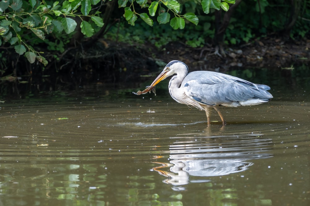 a bird with a fish in it's mouth in the water