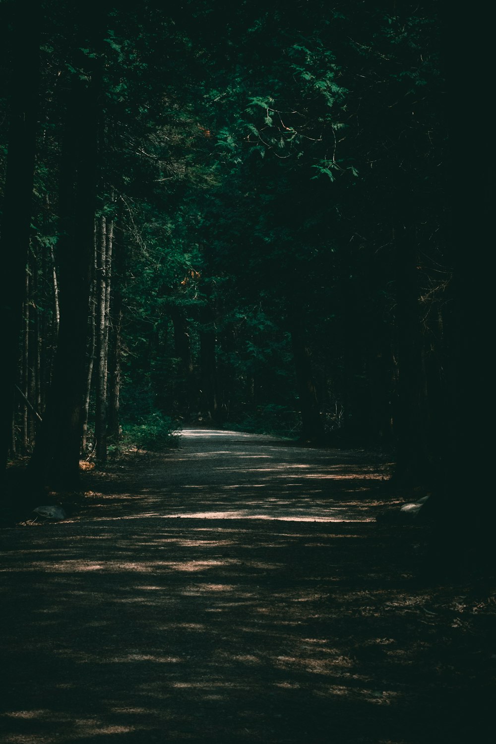 a dark road in the middle of a forest