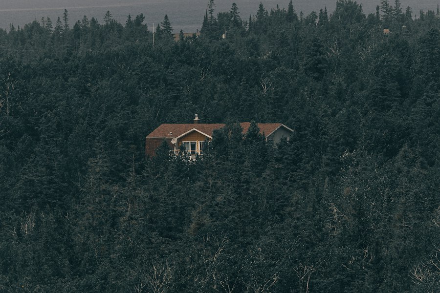 Small red-roofed house almost swallowed by dense dark conifer forest, water haze in the distance