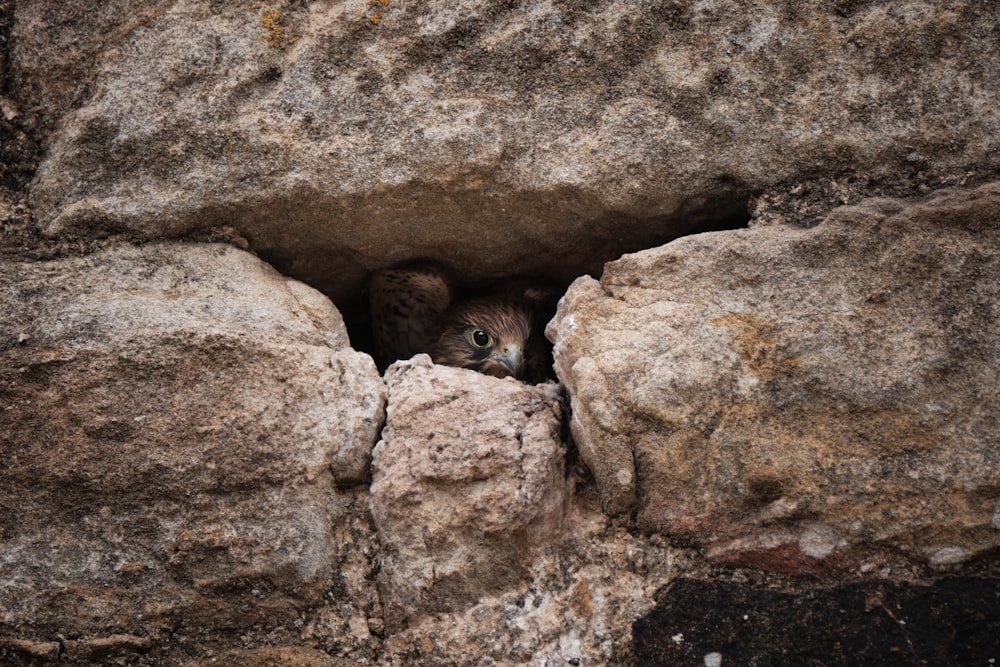 a bird peeking out of a hole in a rock