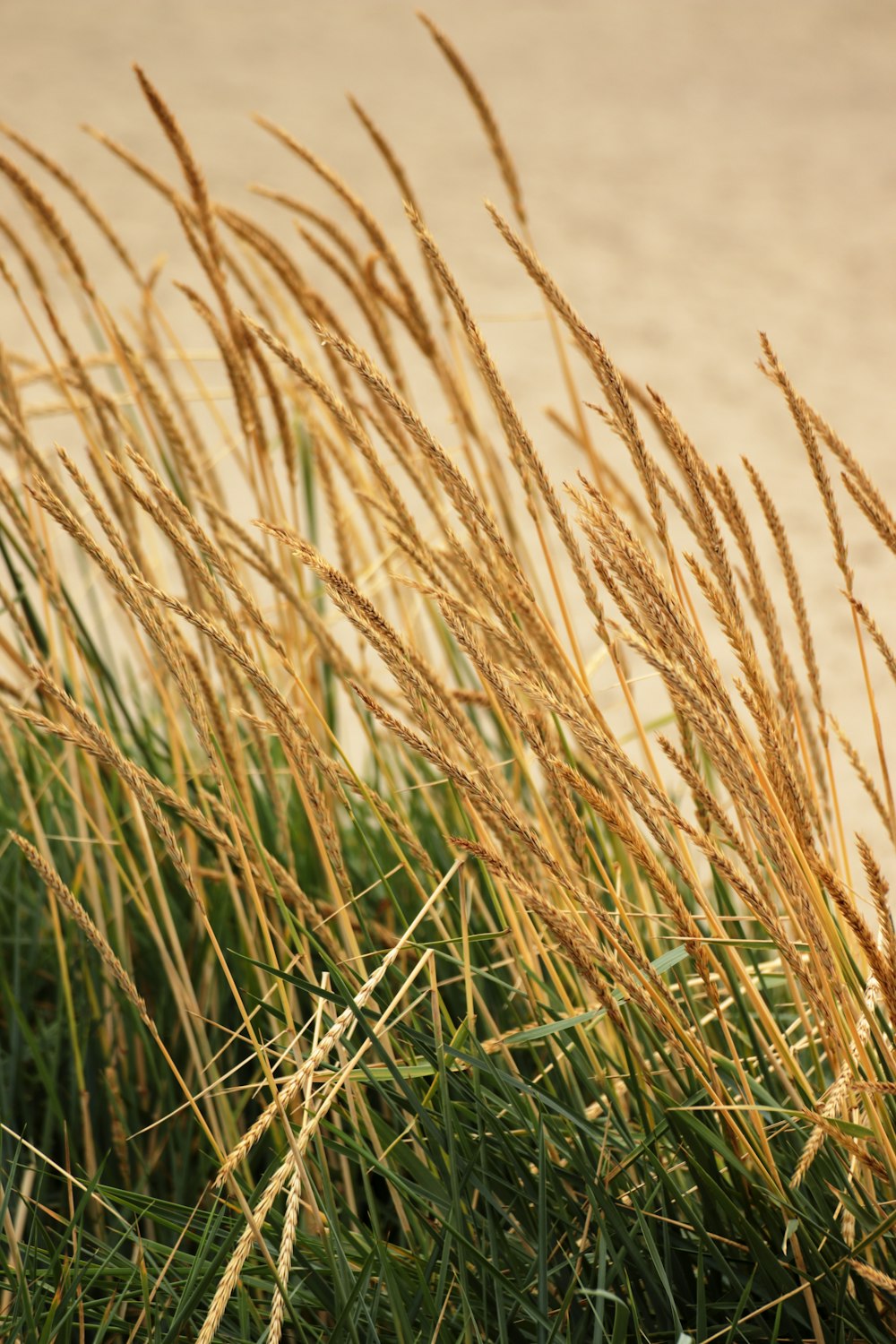 a close up of a bunch of tall grass