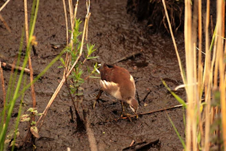 A bird with brown and white feathers is searching for food in a muddy wetland. The ground is covered with twigs and small plants, and tall, thin reeds surround the area.