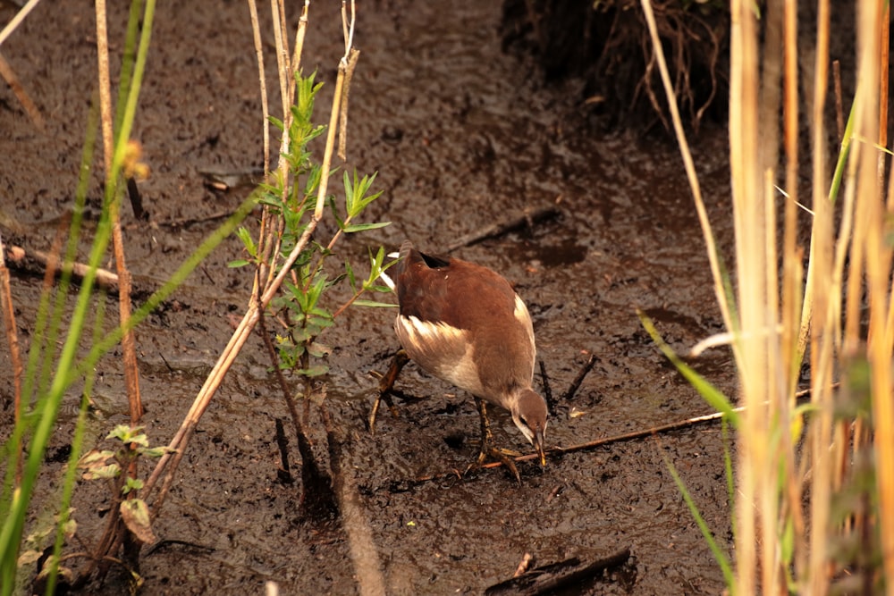 a small brown and white bird standing in the mud