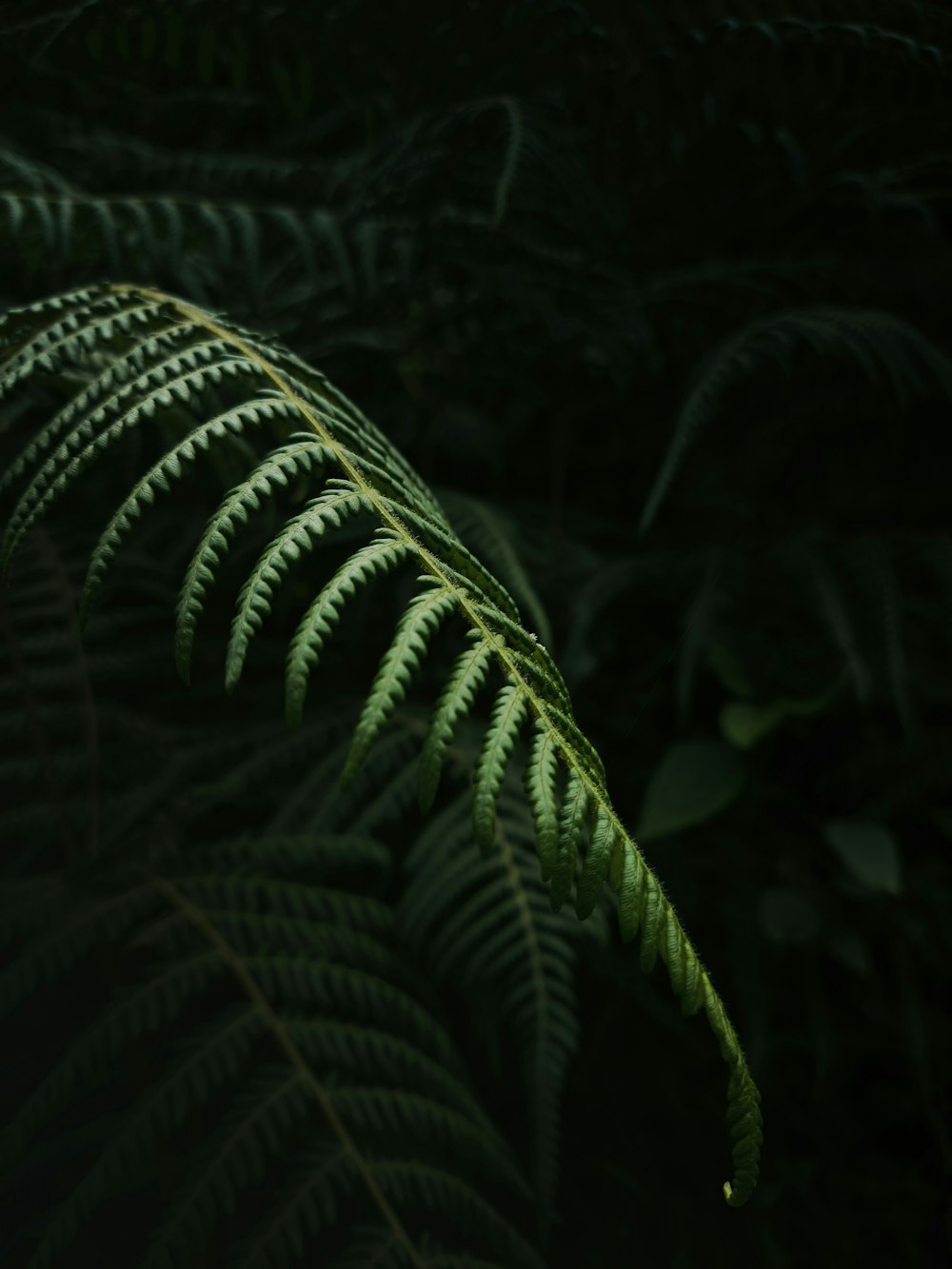 a close up of a fern leaf in the dark