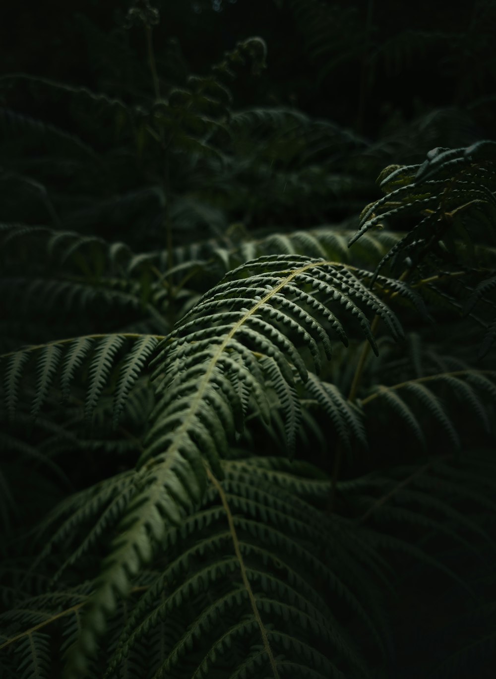 a close up of a fern leaf in the dark