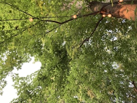 A canopy of lush, green leaves from a tree with small string lights wrapped around the branches. The sunlight filters through the foliage, creating a serene and dappled pattern on the leaves.