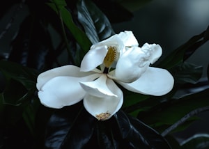 Magnolia Light