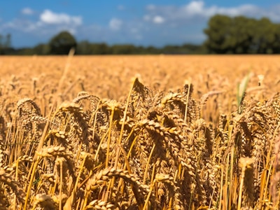 A vibrant field of ripening wheat ready for harvest in India.