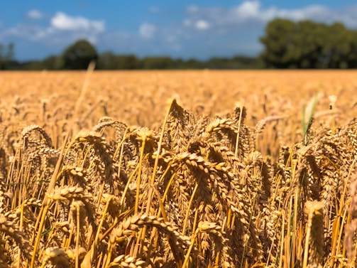 A vibrant field of wheat under a clear blue sky in Harda, showcasing lush green crops ready for harvest.
