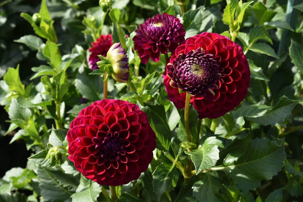 a group of red flowers with green leaves