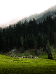 A rustic campsite surrounded by tall pine trees with soft morning mist.