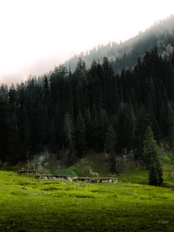 A lush green meadow is surrounded by dense, towering pine trees. Smoke gently rises from a cluster of rustic wooden cabins situated at the edge of the meadow. Soft, diffused light filters through the mist, creating a serene and tranquil ambience.