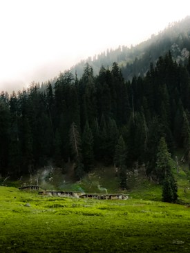 A lush green meadow is surrounded by dense, towering pine trees. Smoke gently rises from a cluster of rustic wooden cabins situated at the edge of the meadow. Soft, diffused light filters through the mist, creating a serene and tranquil ambience.