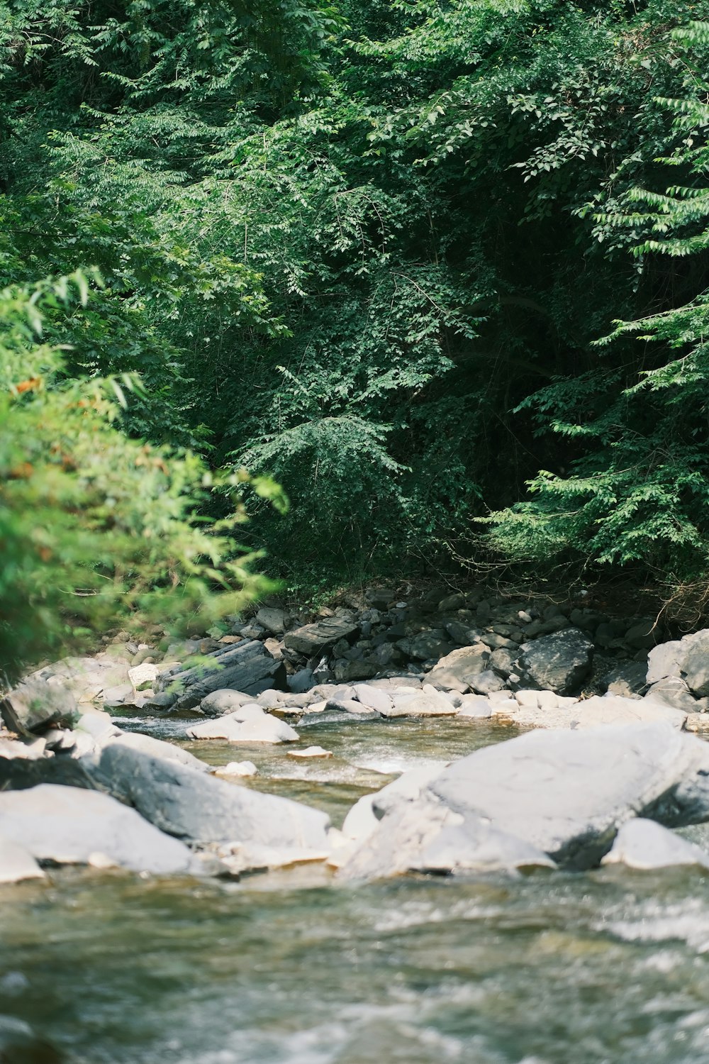 a river running through a lush green forest