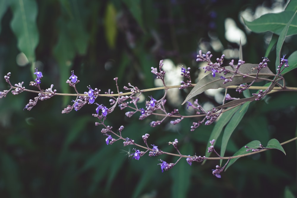 a branch with purple flowers and green leaves