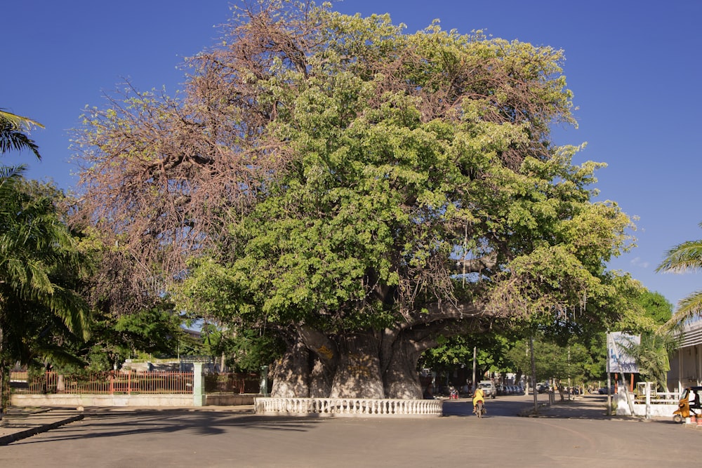 a large tree in the middle of a street