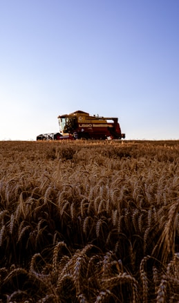 A large harvester, specifically a New Holland L520, operates in a field of wheat under a clear blue sky. The golden wheat covers the foreground, with the harvester positioned near the horizon. The lighting suggests late afternoon, casting long shadows and enhancing the warm tones of the wheat.