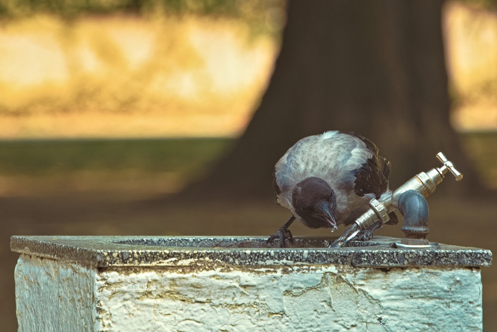 a bird sitting on top of a cement structure