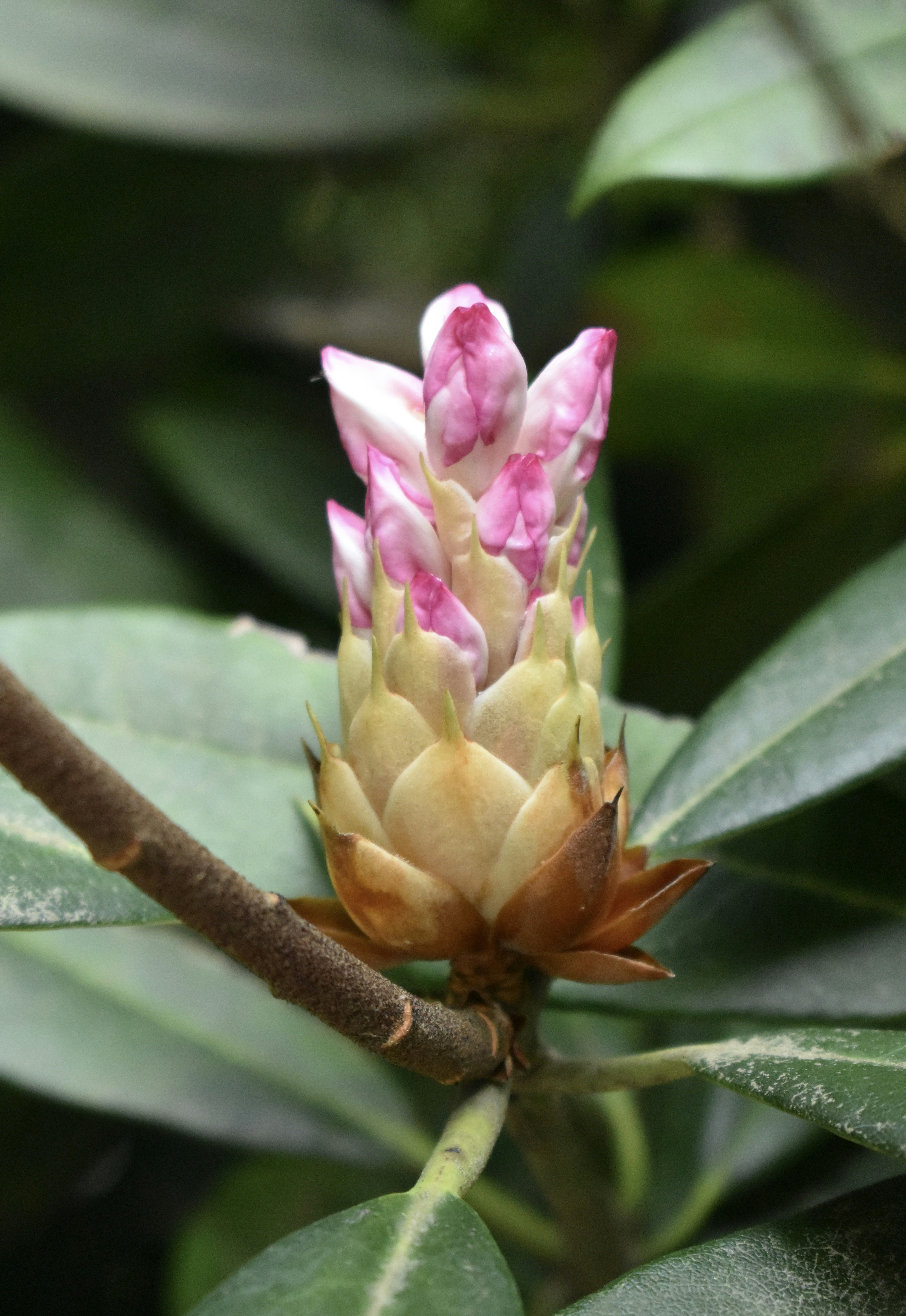 Photo by audrivangores