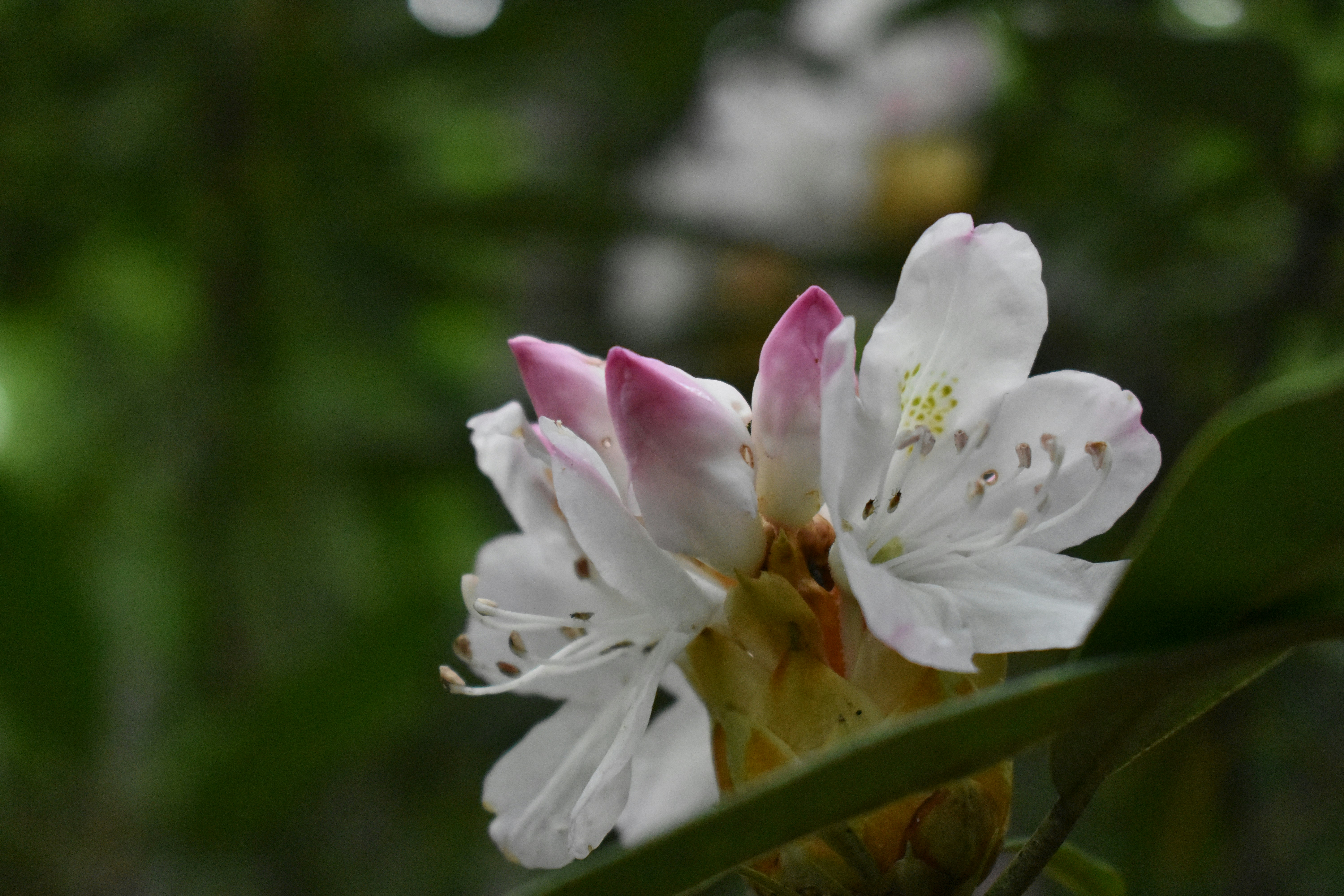 Photo by audrivangores