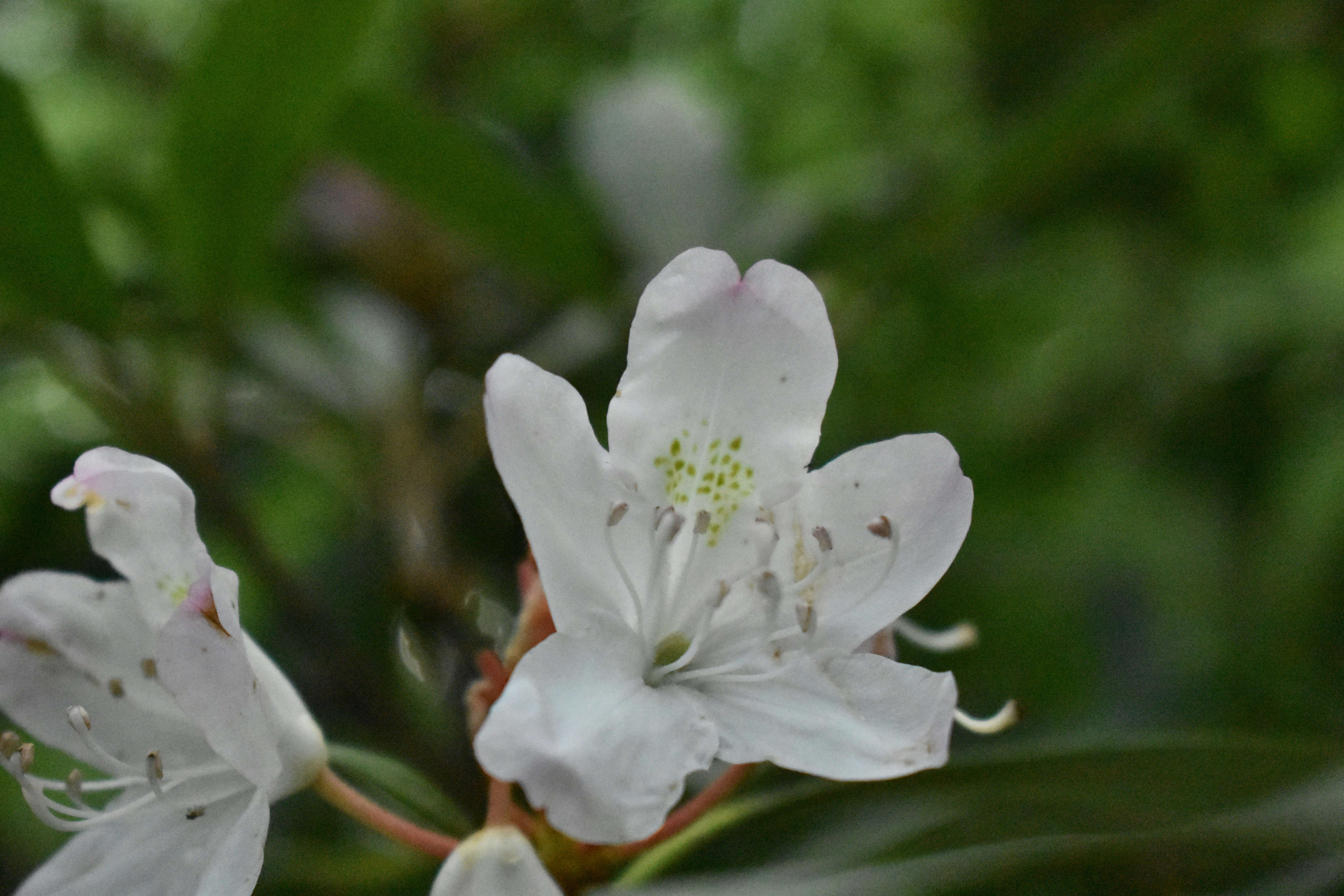 Photo by audrivangores