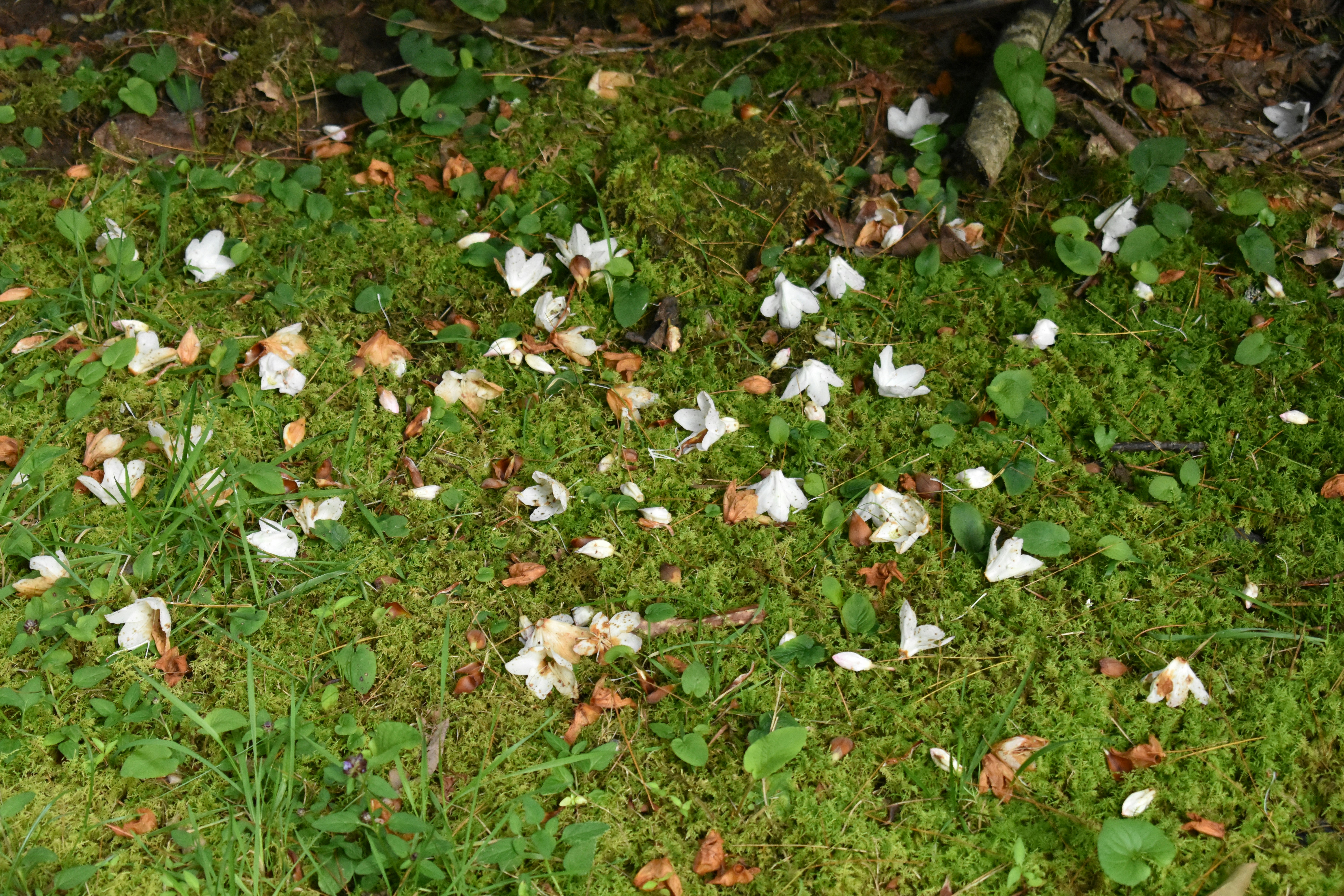 a patch of green grass with white flowers on it