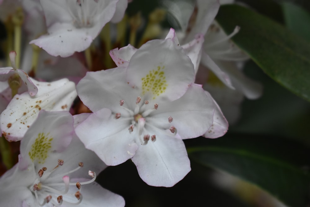 a close up of some white flowers with green leaves