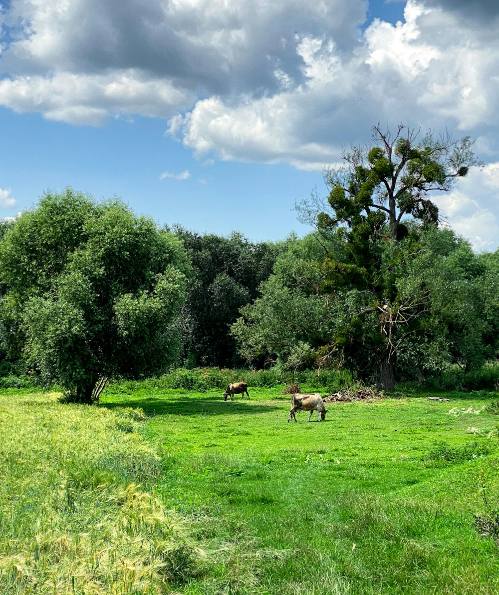 a herd of animals grazing on a lush green field