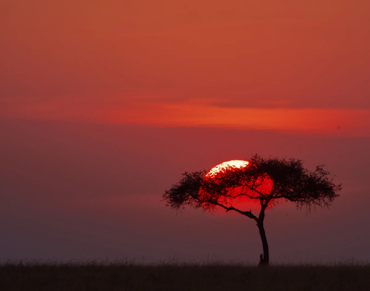 An acacia silhouetted against a red setting sun in the Maasai Mara