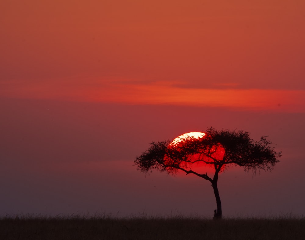 Le soleil se couche derrière un arbre solitaire