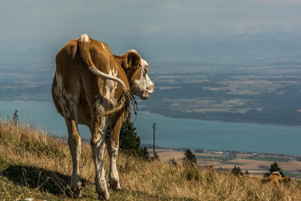 a brown and white cow standing on top of a grass covered hillside