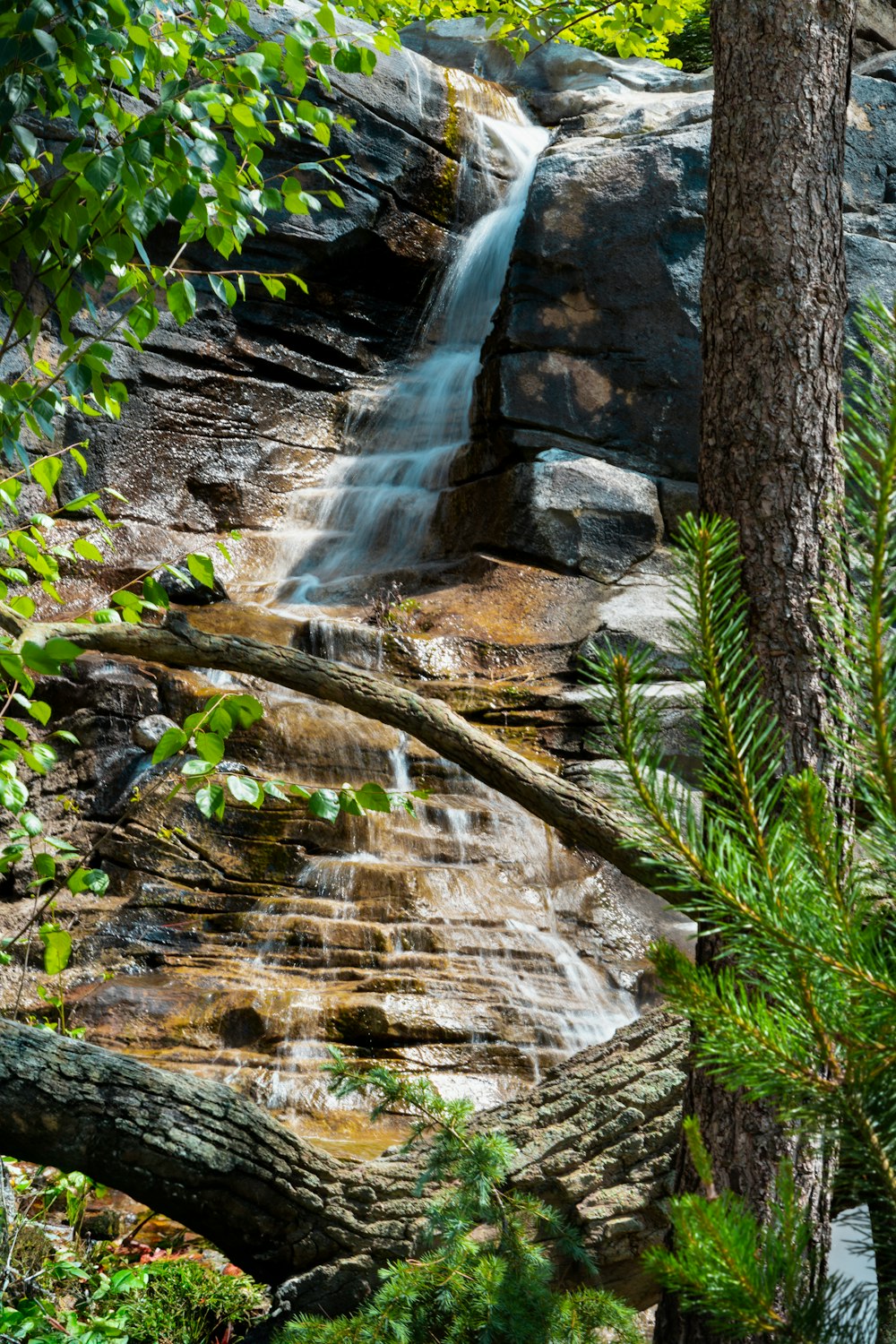 Una cascada en un bosque con árboles y rocas