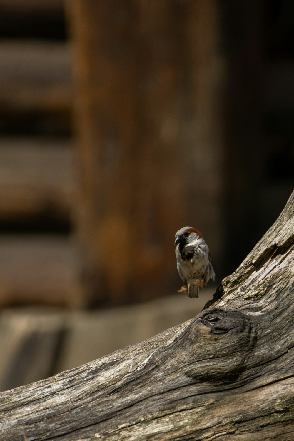 a small bird perched on top of a tree branch