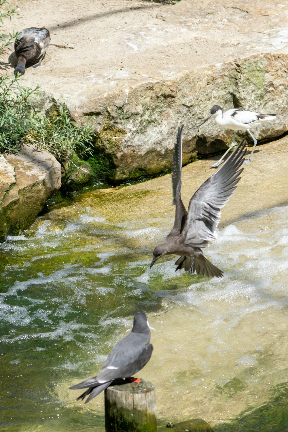 a group of birds standing on top of a river