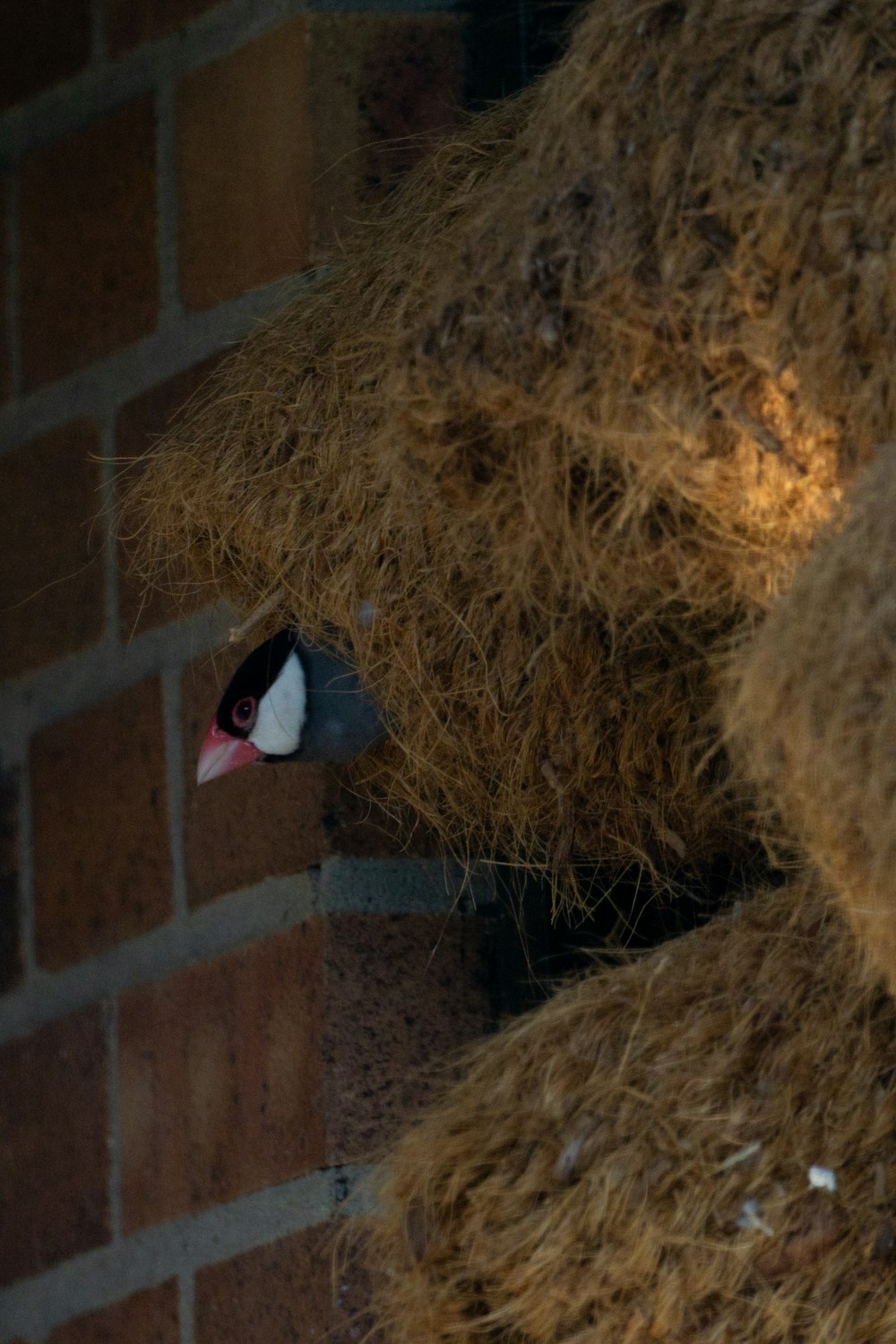 a bird sitting on top of a pile of hay