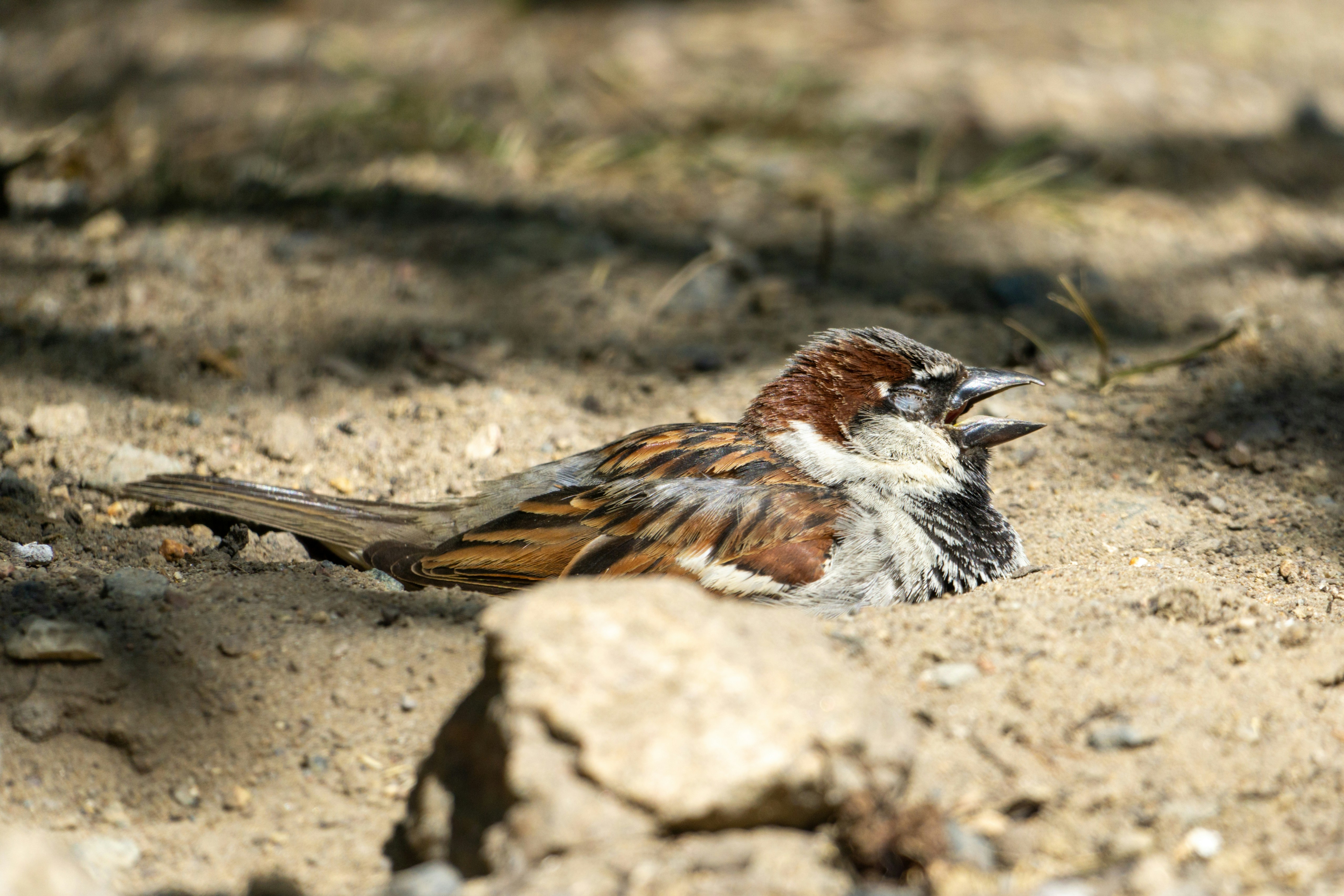 Photo by robertschwarz