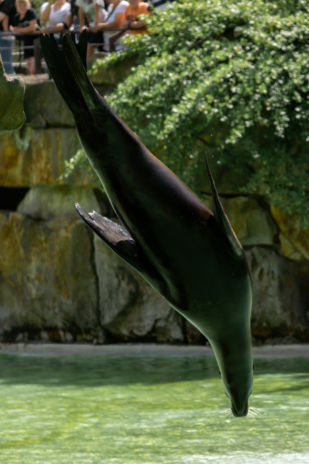 a sea lion is jumping into the water