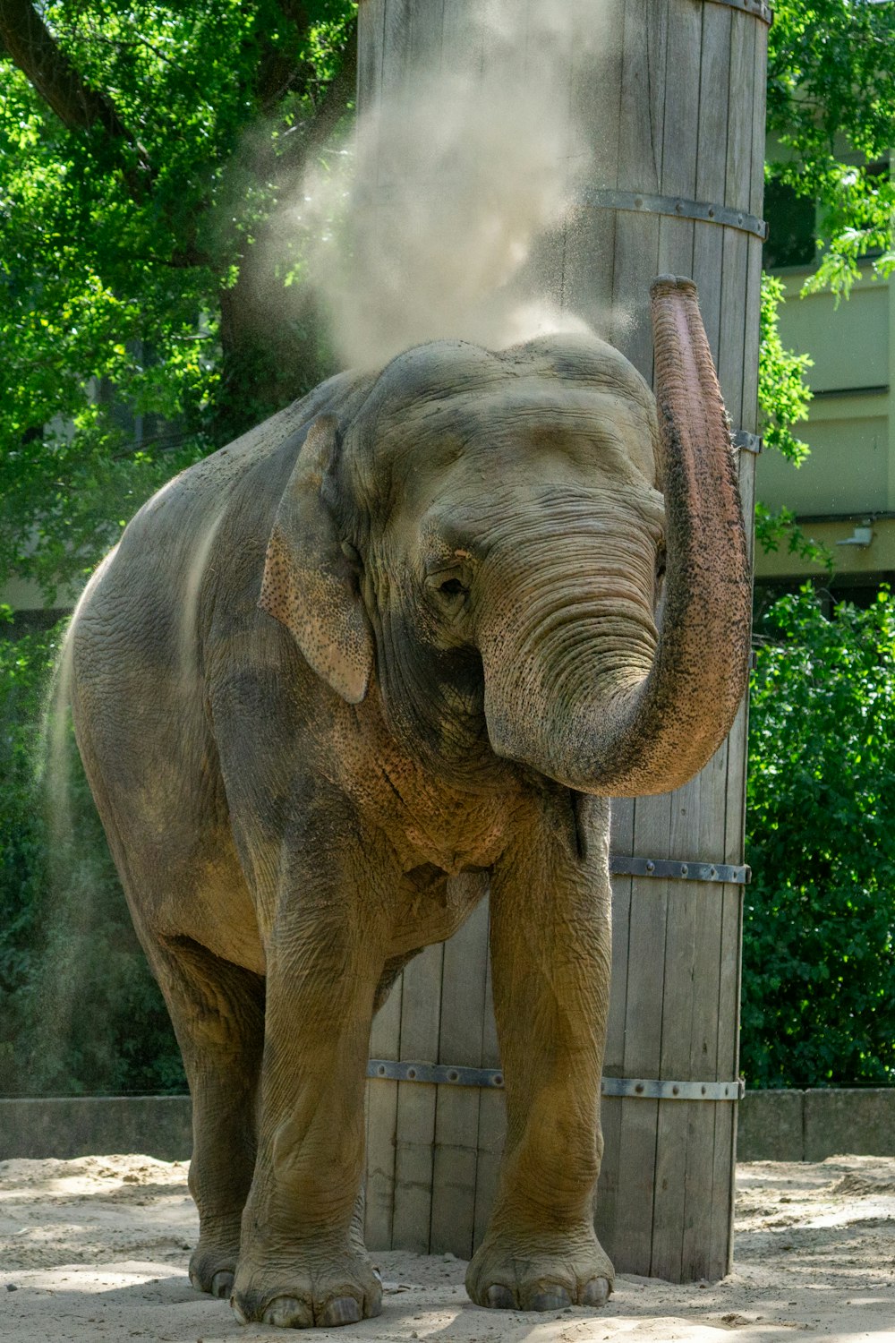 an elephant standing next to a tall wooden pole
