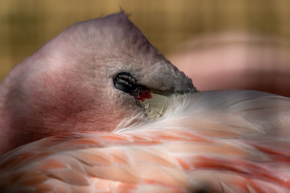 a close up of a pink flamingo's head